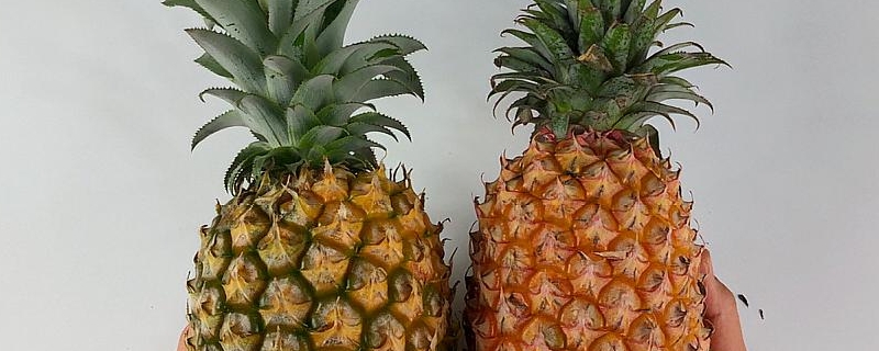 凤梨和菠萝的区别，两者有什么不一样