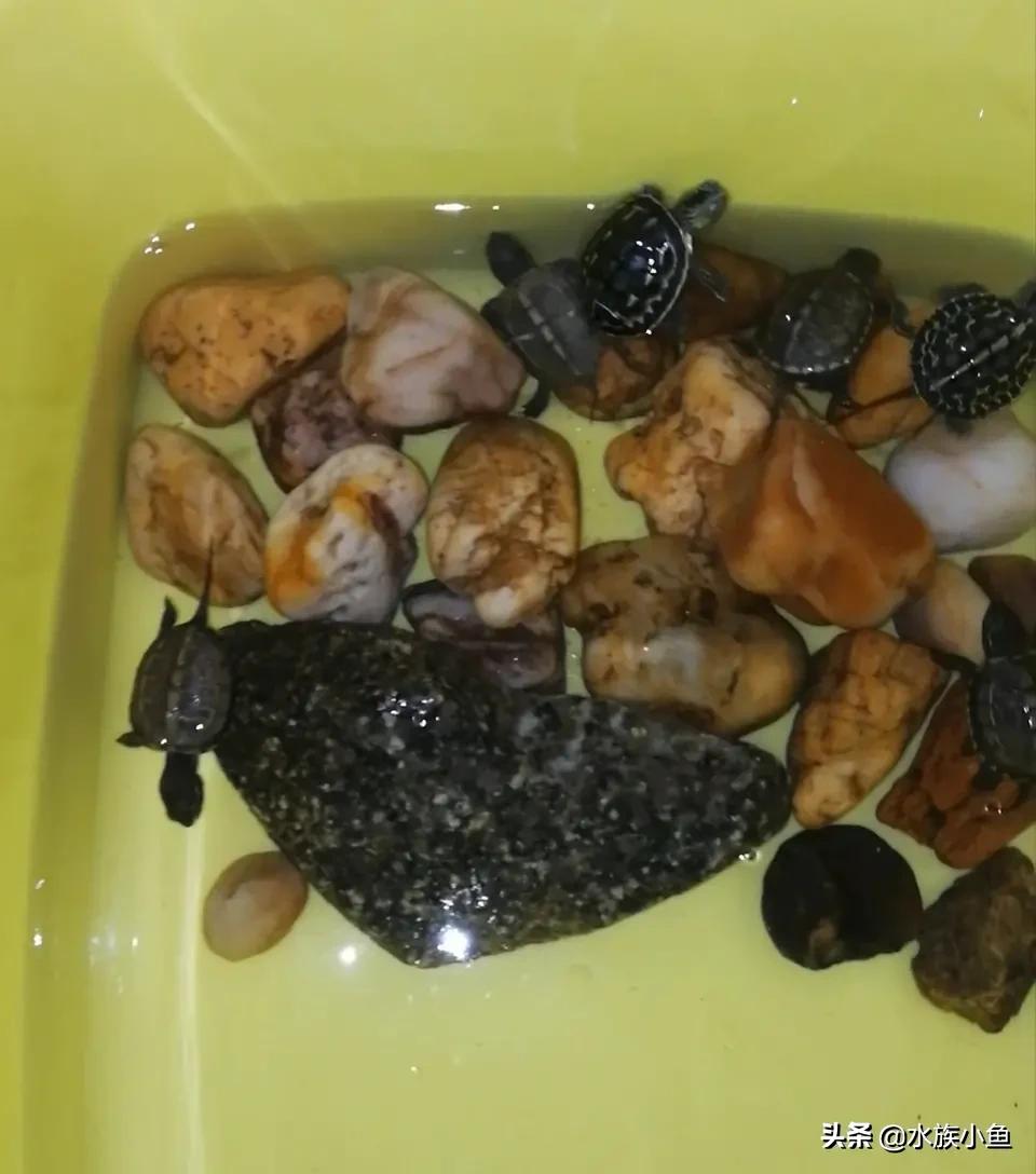 中华草龟要怎样养？多久喂一次食物好？
